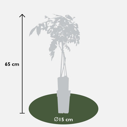 Wisteria sinensis 'Prolific' - Blauwe regen - ↨65cm - Ø15cm