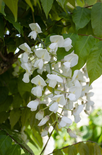 Wisteria floribunda Alba - Witte regen - ↨65cm - Ø15cm