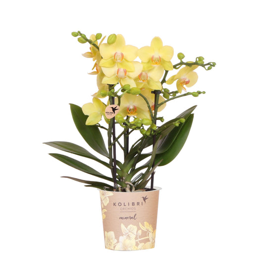 Gele Phalaenopsis orchidee - Albenga - Ø9cm