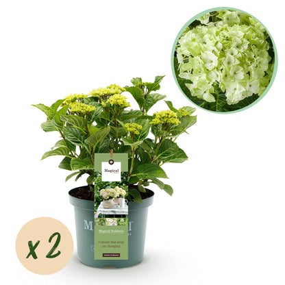 Hydrangea Magical Nobless - Wit - Hortensia - 2 Planten - ↨55cm - Ø23cm