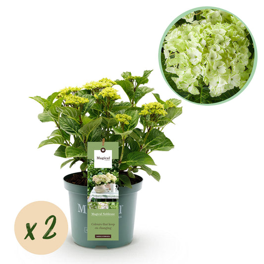 Hydrangea Magical Nobless - Wit - Hortensia - 2 Planten - ↨55cm - Ø23cm