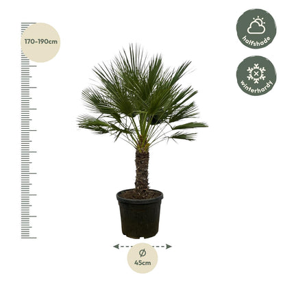 Chamaerops Humilis op stam - Dwergpalm - ↨150cm - Ø45cm
