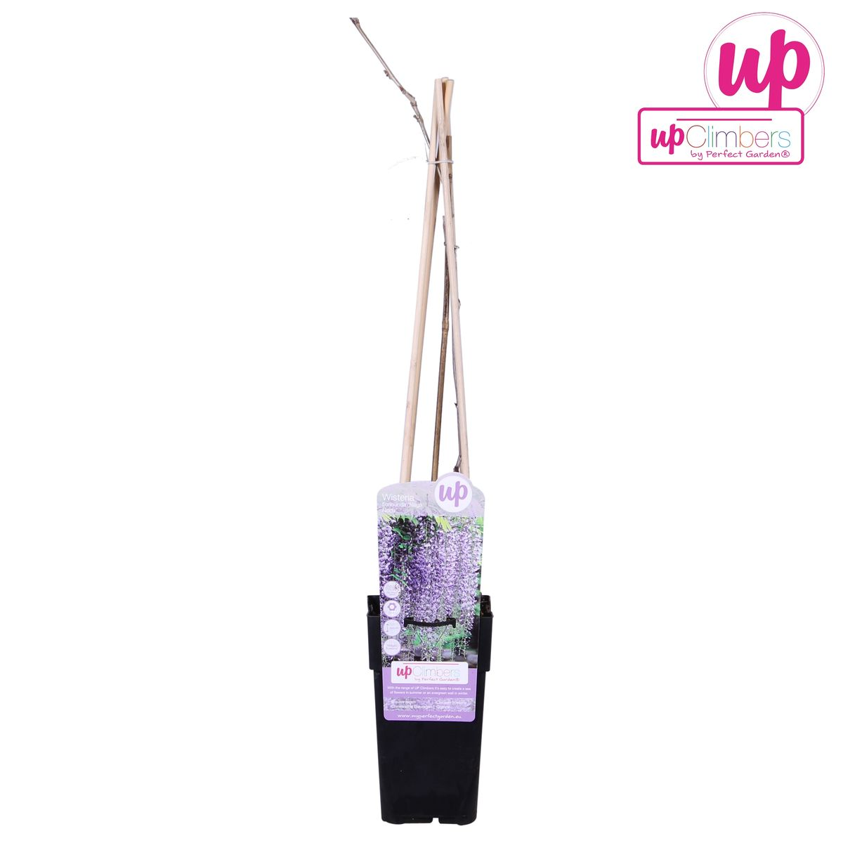 Wisteria floribunda 'Naga Noda' - Paarse regen - ↨65cm - Ø15cm