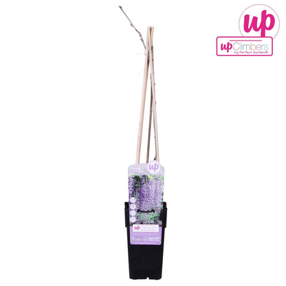 Wisteria floribunda 'Naga Noda' - Paarse regen - ↨65cm - Ø15cm
