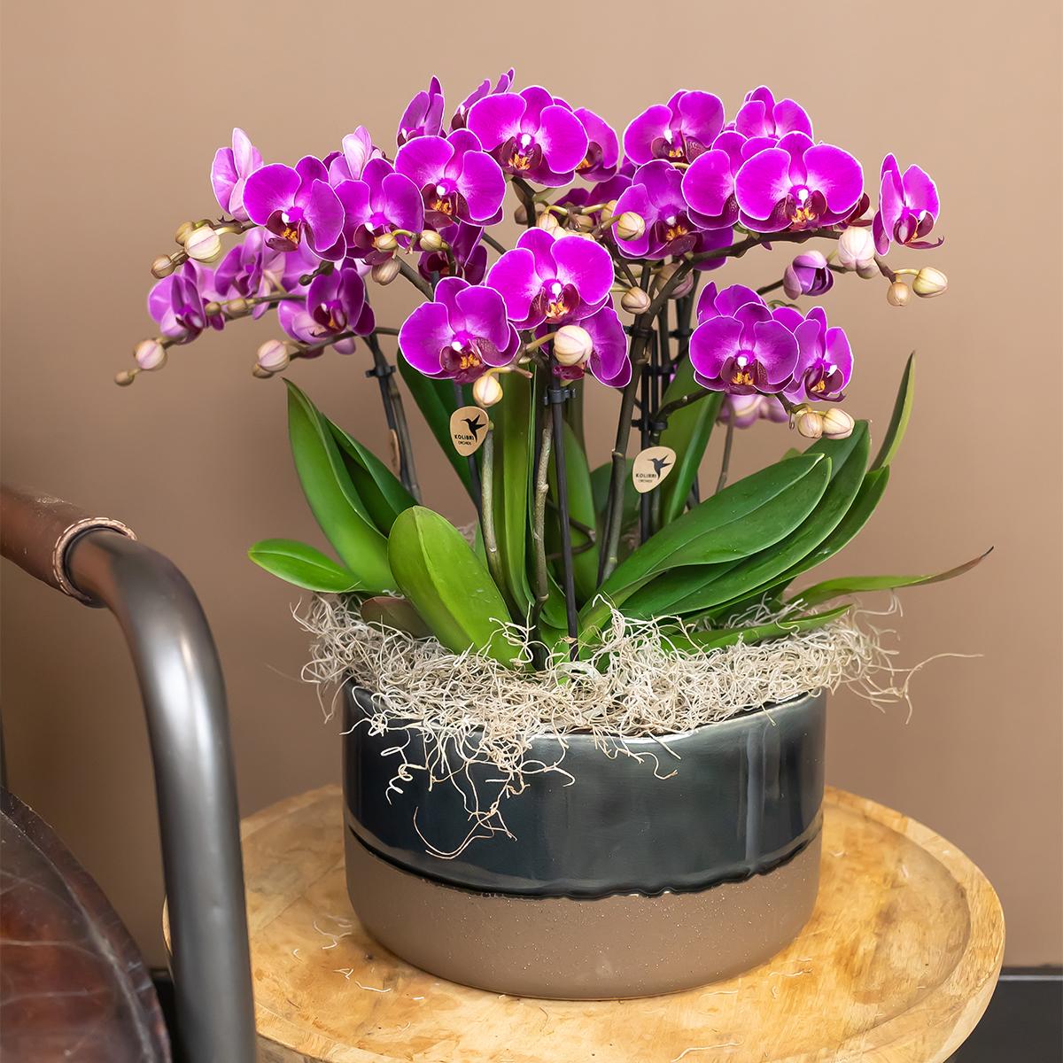 Paarse phalaenopsis orchidee - Morelia - Ø9cm