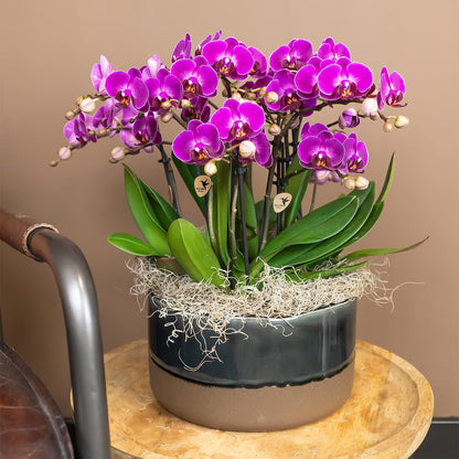 Paarse phalaenopsis orchidee - Morelia - Ø9cm