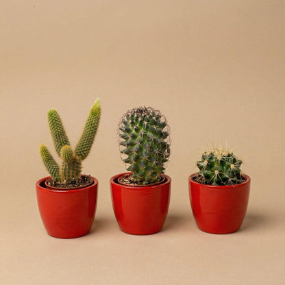 Cactussen set van 3 in rode mini potten - ↨8-12cm - Ø6cm