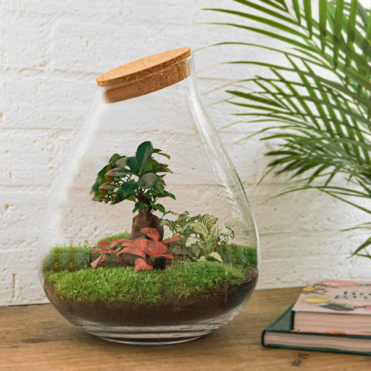 DIY terrarium - Drop XL Bonsai -↨37cm - Ø29cm