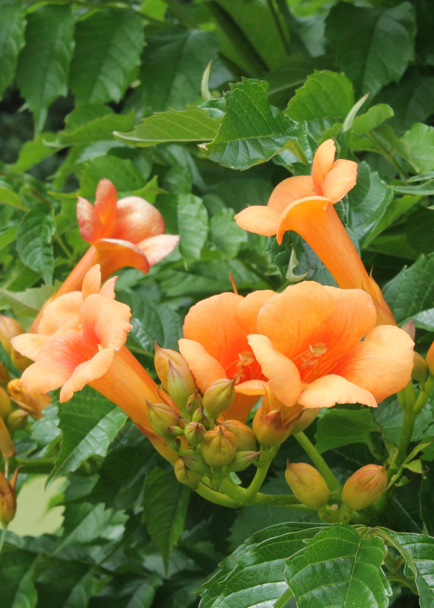Campsis Indian Summer - Trompetbloem - Oranje - ↨65cm - Ø15cm