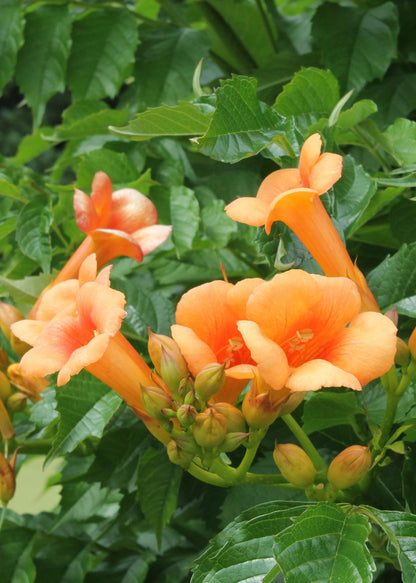 Campsis Indian Summer - Trompetbloem - Oranje - ↨65cm - Ø15cm