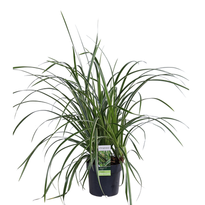Carex morrowii 'Ice Dance' - ↨30cm - Ø14cm