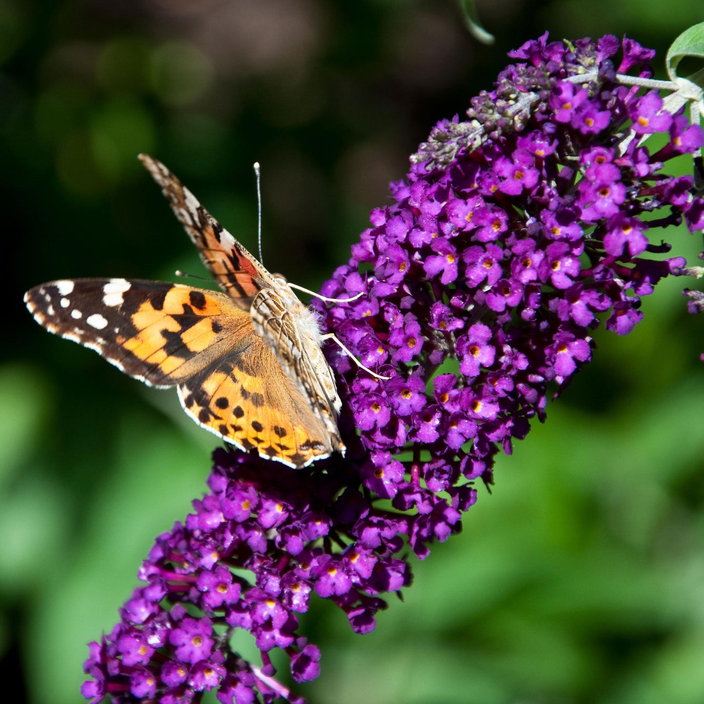 Buddleja davidii Black Night - Vlinderstruik - Bloem Paars - ↨25cm - Ø17cm