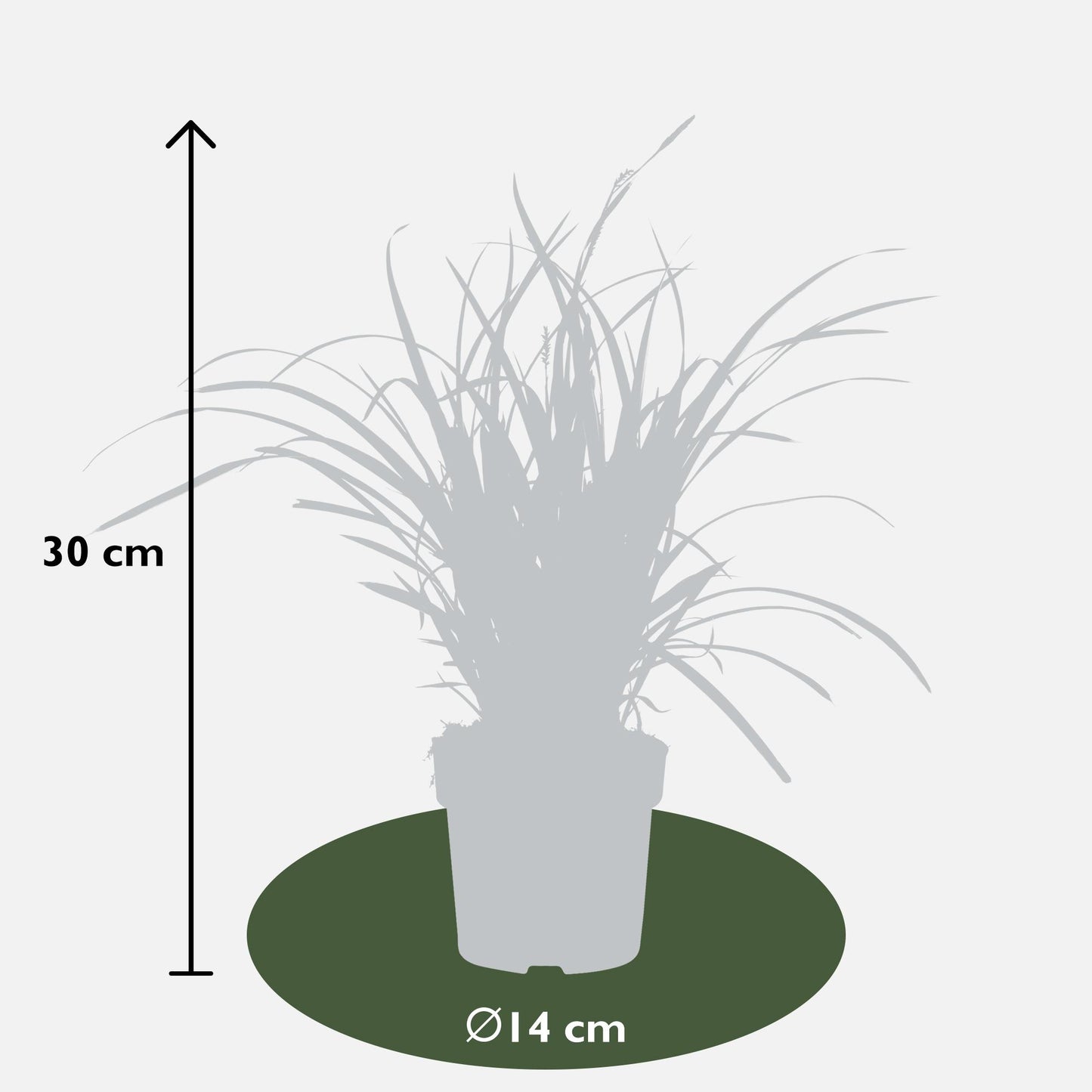 Carex morrowii 'Ice Dance' - ↨30cm - Ø14cm