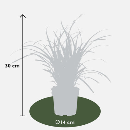 Carex morrowii 'Ice Dance' - ↨30cm - Ø14cm