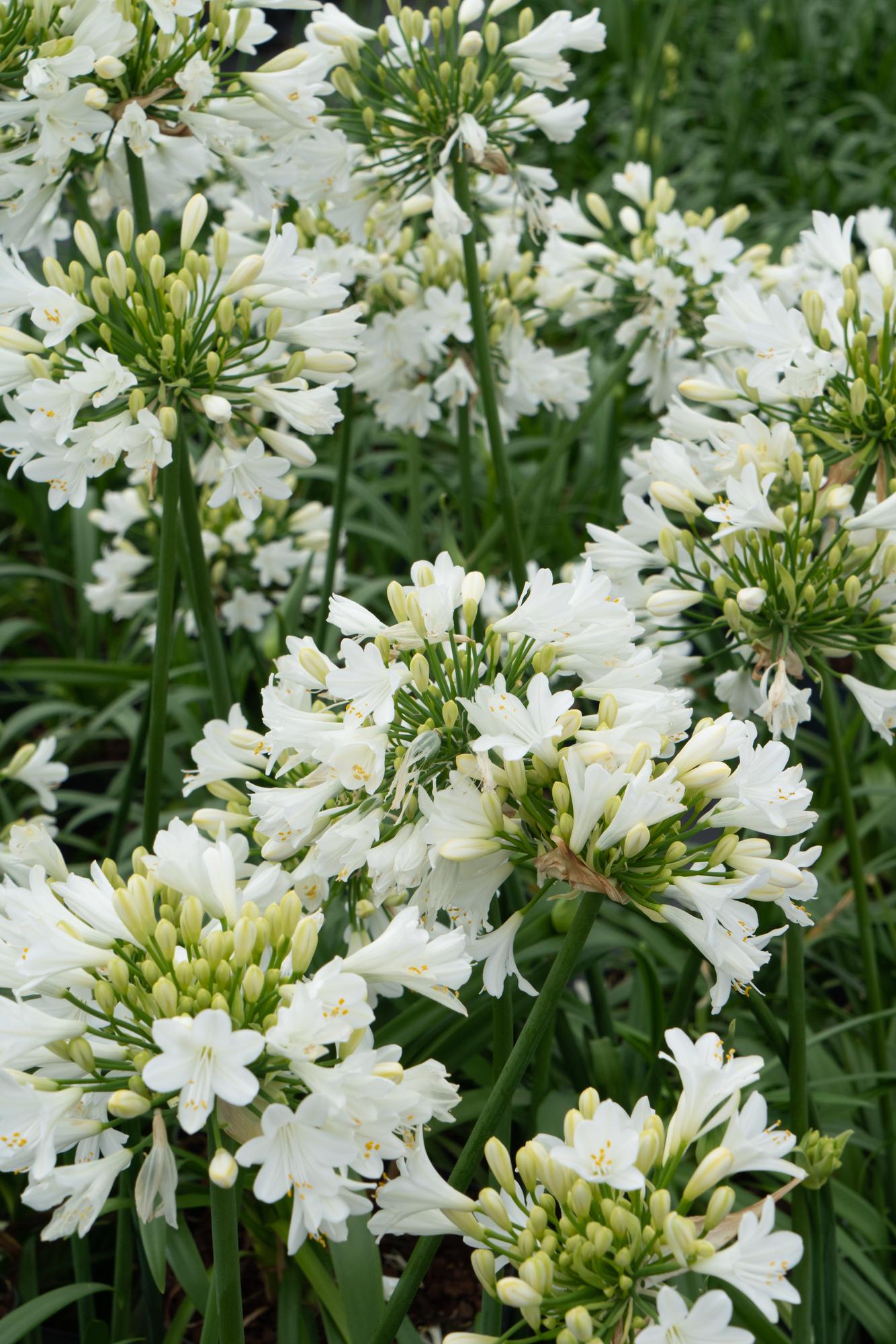 Agapanthus 'Ever White' - Afrikaanse lelie - ↨30cm - Ø19cm