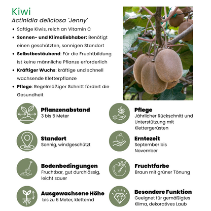 Biologische kiwiplanten - 6 stuks - ↨20cm - Ø13cm