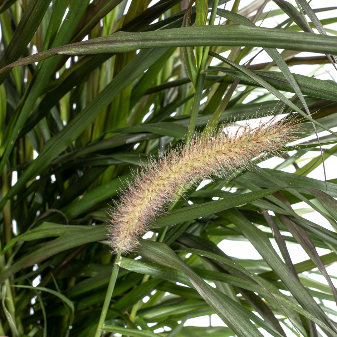 Pennisetum x Advena Chelsea - Siergrasplant - ↨70-80cm - Ø27cm
