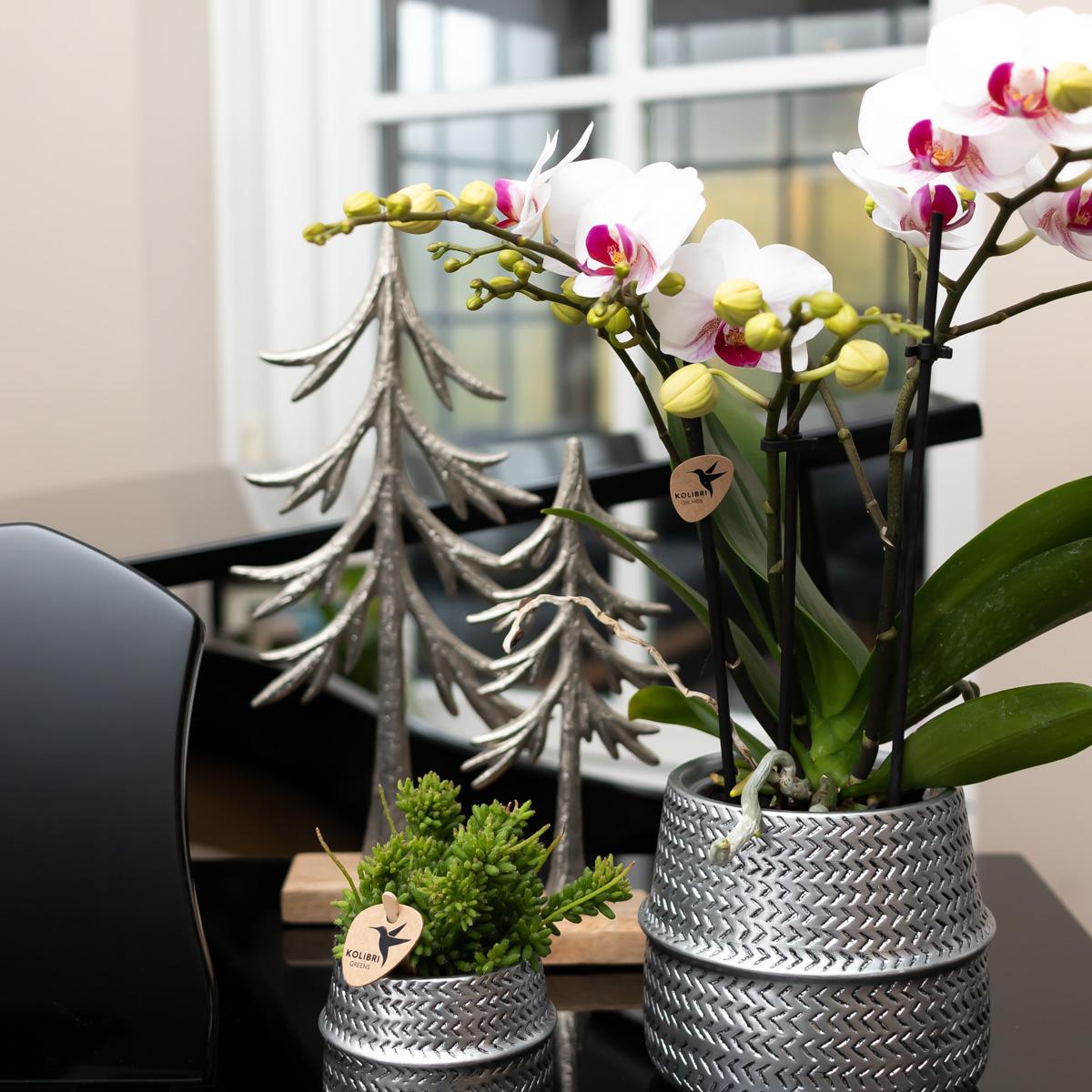 Witte Phalaenopsis orchidee - Mineral Gibraltar - Ø9cm