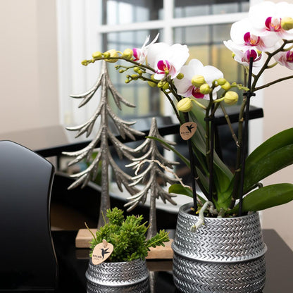 Witte Phalaenopsis orchidee - Mineral Gibraltar - Ø9cm