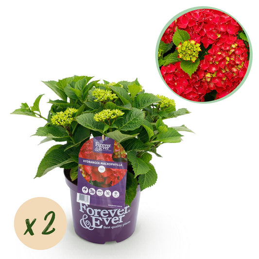 Hydrangea Forever & Ever - Rood - Hortensia - 2 Planten - ↨55cm - Ø23cm