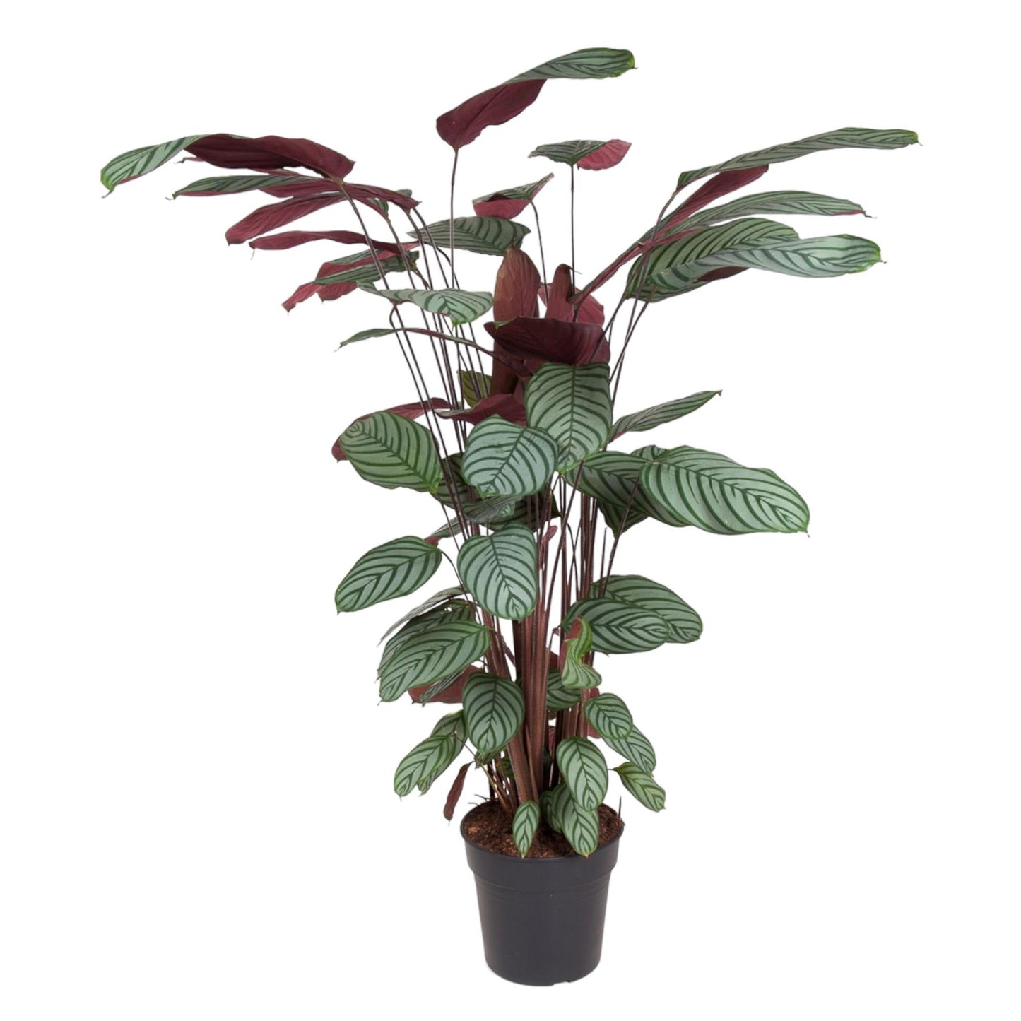 Calathea Oppenheimiana - ↨130cm - Ø27cm