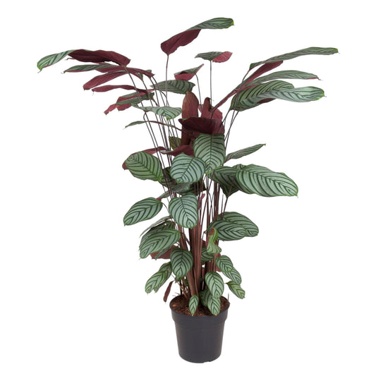Calathea Oppenheimiana - ↨130cm - Ø27cm