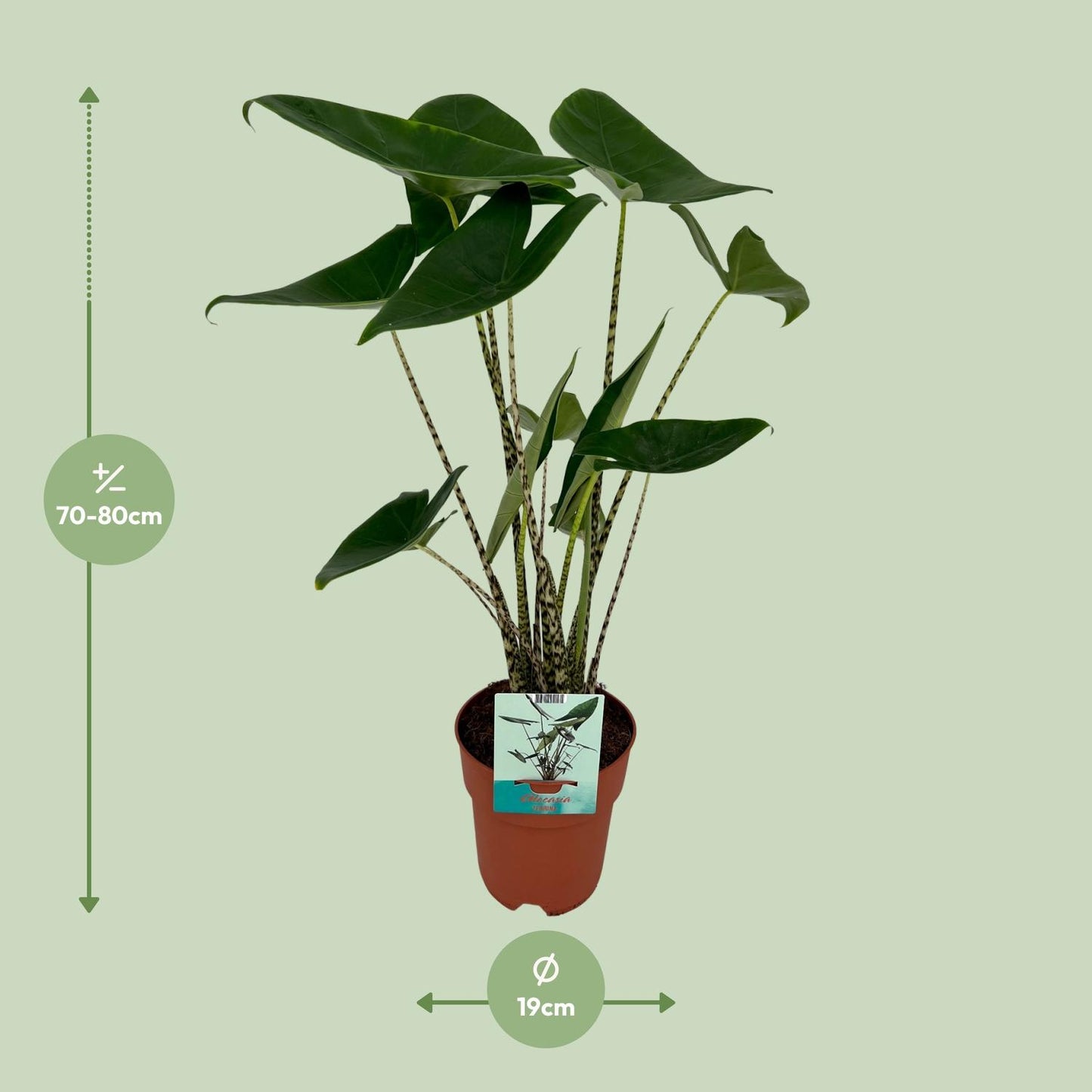 Alocasia Zebrina - Olifantsoor - ↨75cm - Ø19cm
