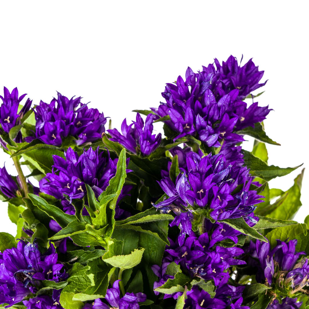 Campanula Glomerata Genti Blue - Klokjesbloem - ↨30-40cm - Ø19cm