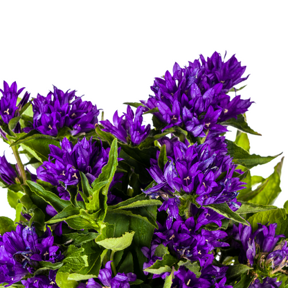 Campanula Glomerata Genti Blue - Klokjesbloem - ↨30-40cm - Ø19cm