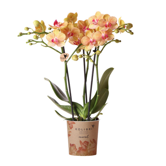 Oranje Phalaenopsis orchidee - Jamaica - Ø9cm