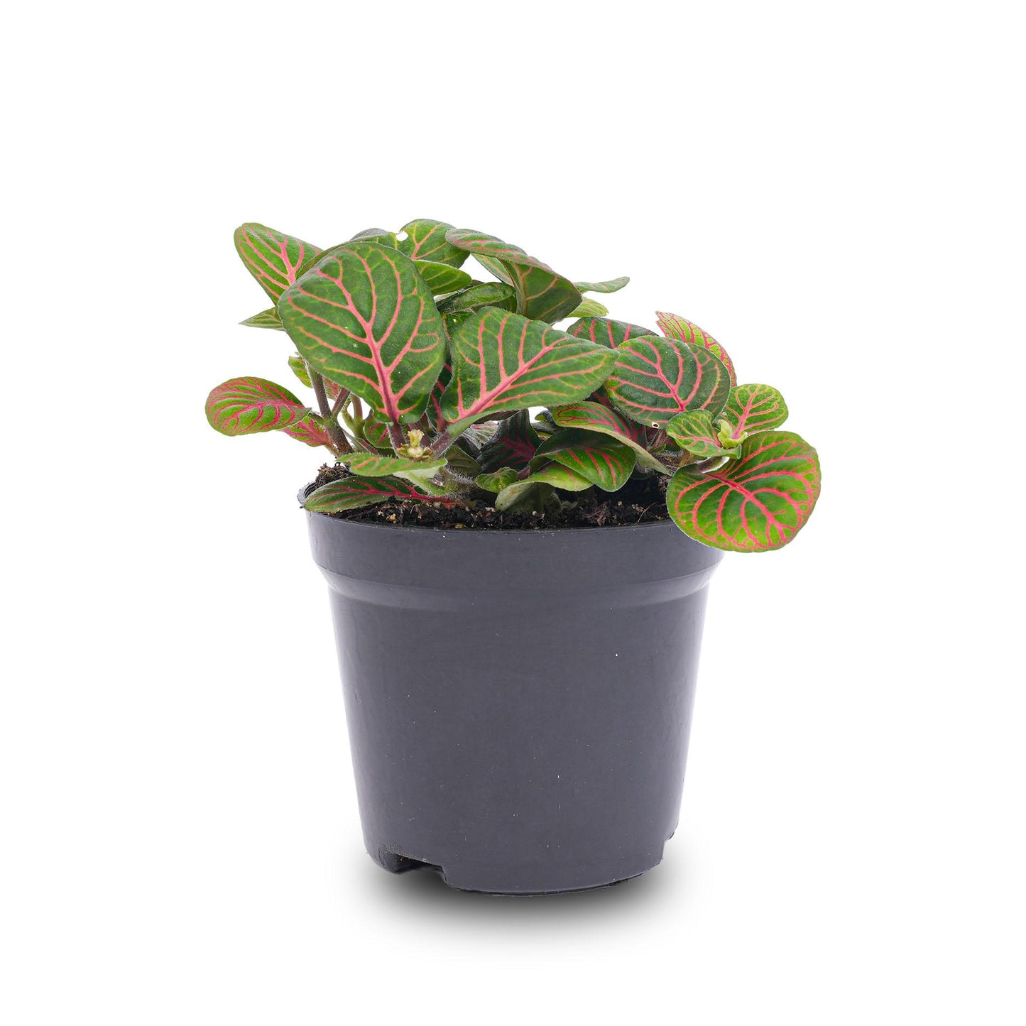Fittonia Bubble Red - Red and green - Mosaic plant - Ø8cm