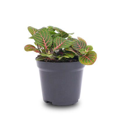 Fittonia Bubble Red - Red and green - Mosaic plant - Ø8cm