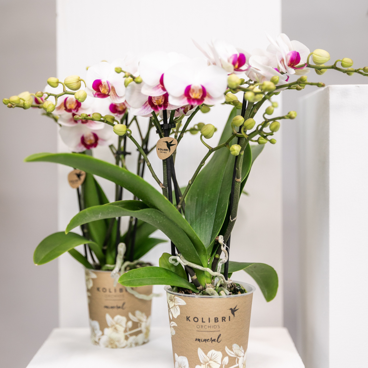 Witte Phalaenopsis orchidee - Mineral Gibraltar - Ø9cm