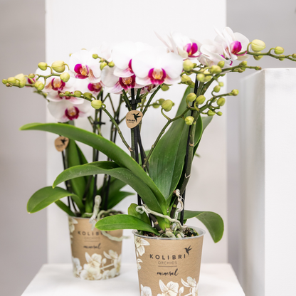 Witte Phalaenopsis orchidee - Mineral Gibraltar - Ø9cm