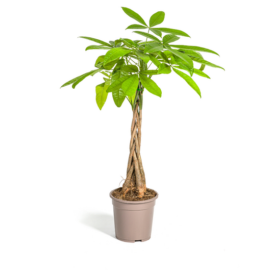 Pachira Aquatica - ↨70-90cm - Ø19cm