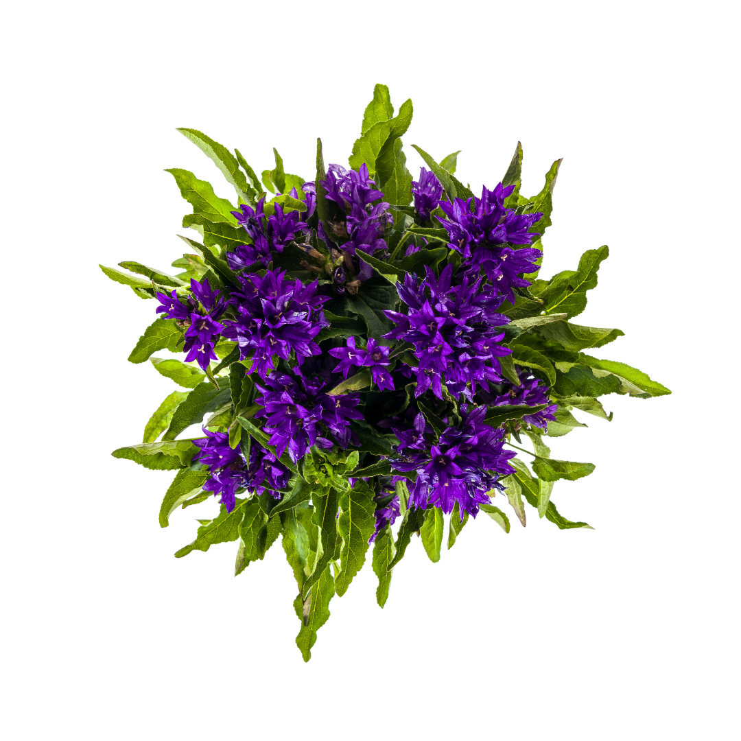 Campanula Glomerata Genti Blue - Klokjesbloem - ↨30-40cm - Ø19cm
