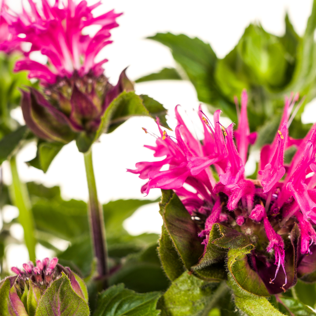 Monarda Didyma Pink - Bergamotplant - ↨45-60cm - Ø19cm