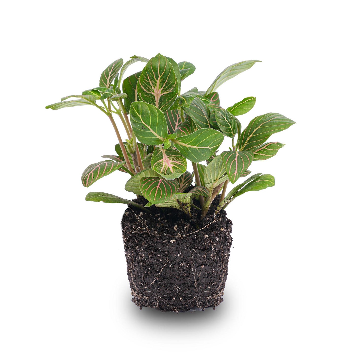 Fittonia Joly Josan - Red and green - Mosaic plant - Ø8cm