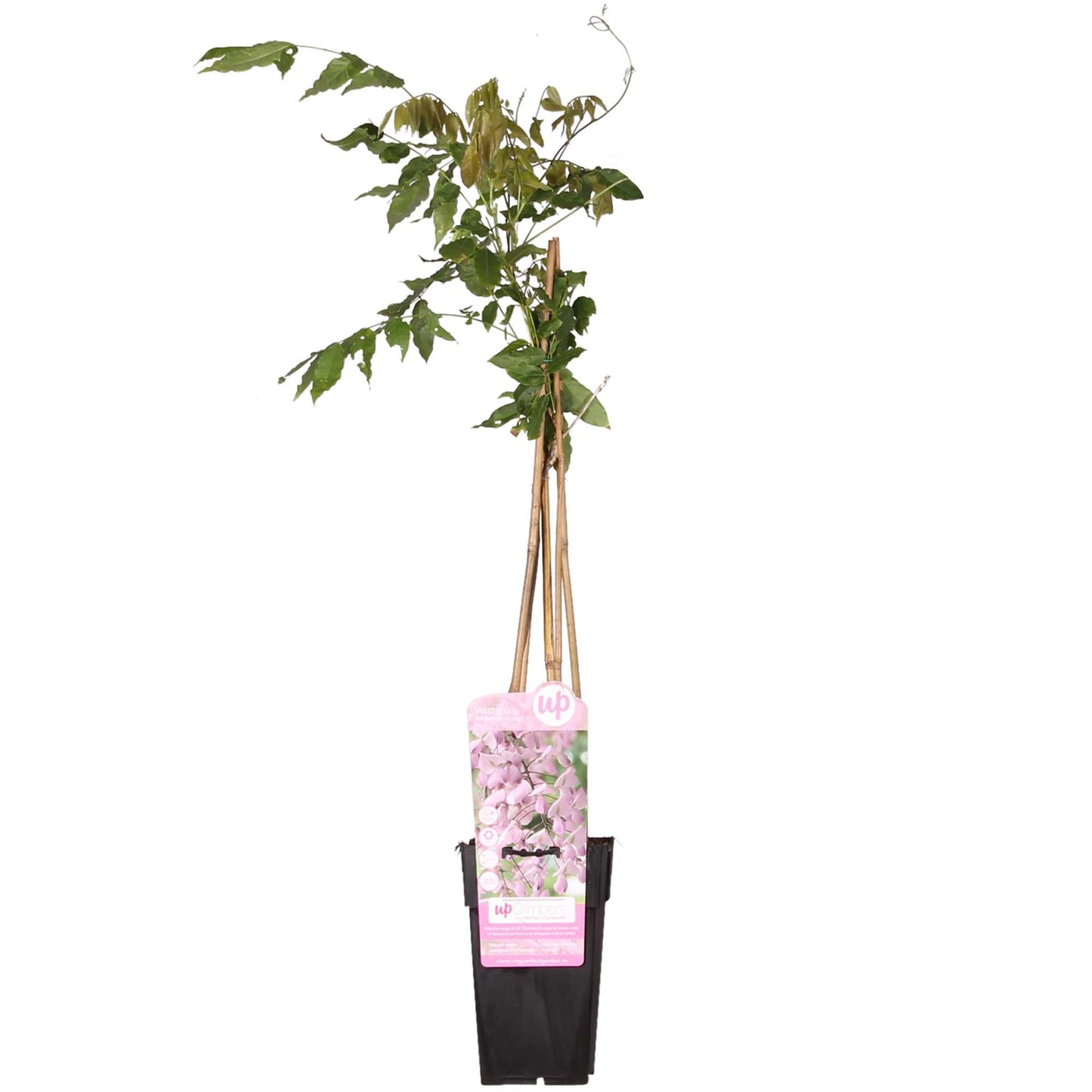 Wisteria floribunda 'Rosea' - Roze regen - ↨65cm - Ø15cm