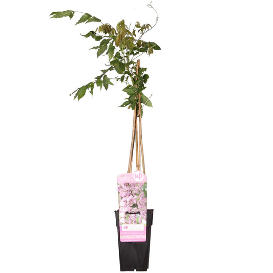 Wisteria floribunda 'Rosea' - Roze regen - ↨65cm - Ø15cm