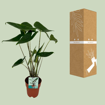 Alocasia Zebrina - Olifantsoor - ↨75cm - Ø19cm