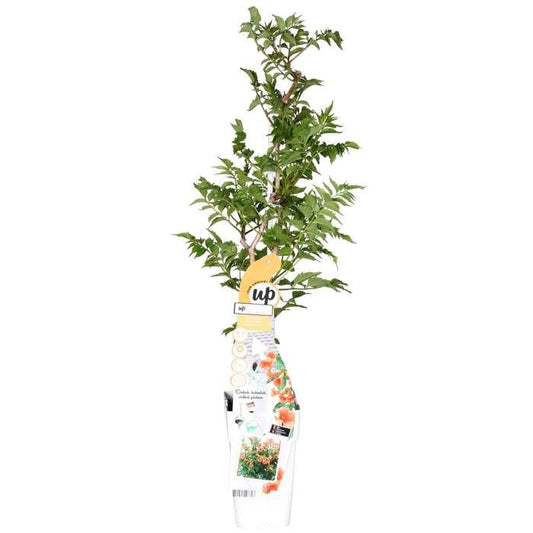 Campsis Indian Summer - Trompetbloem - Oranje - ↨65cm - Ø15cm