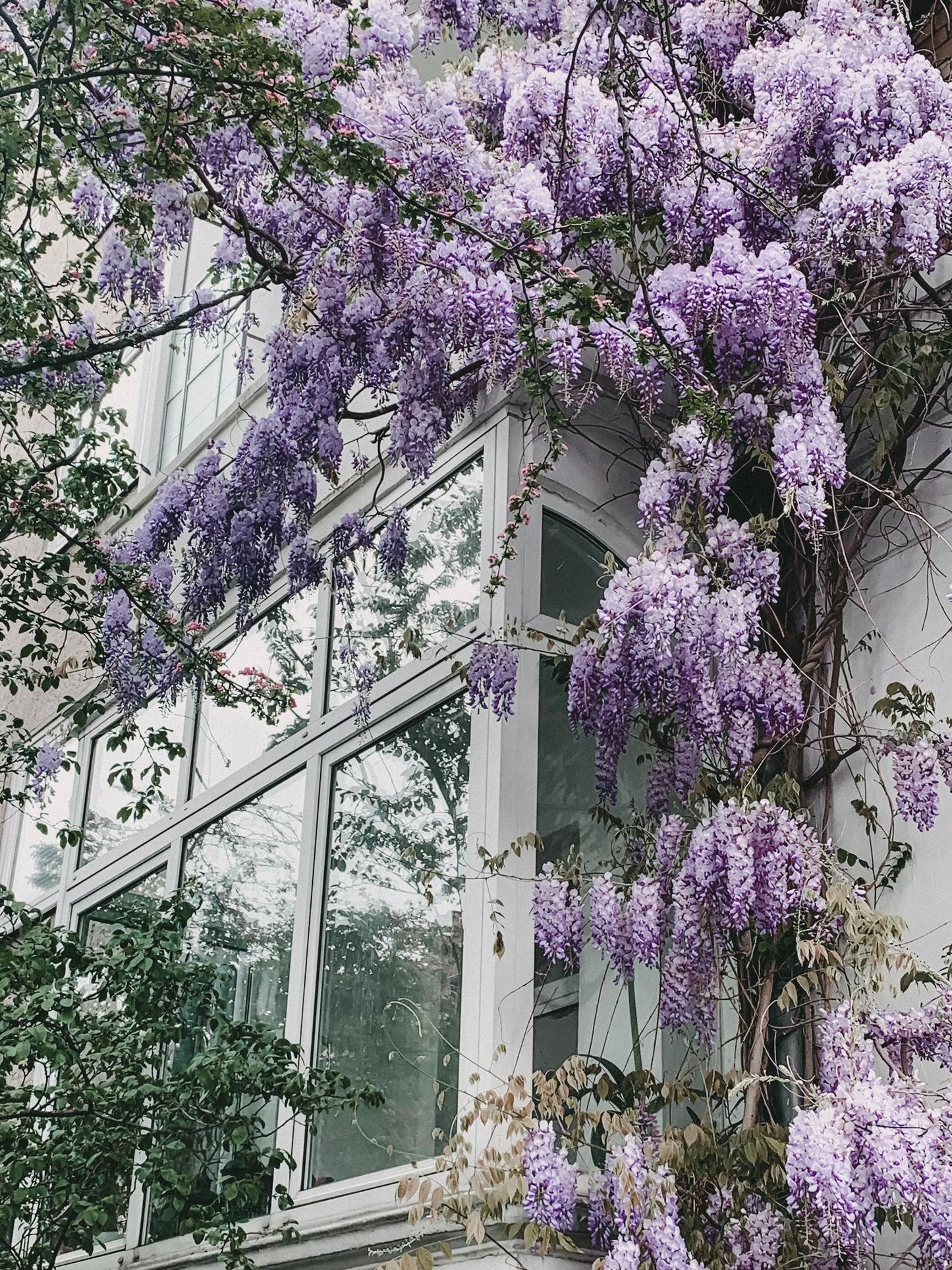 Wisteria floribunda 'Naga Noda' - Paarse regen - ↨65cm - Ø15cm