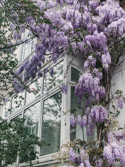 Wisteria floribunda 'Naga Noda' - Paarse regen - ↨65cm - Ø15cm