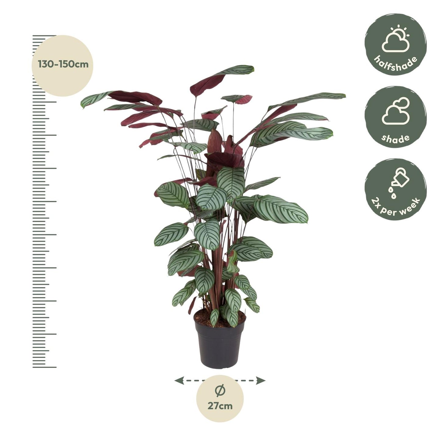 Calathea Oppenheimiana - ↨130cm - Ø27cm