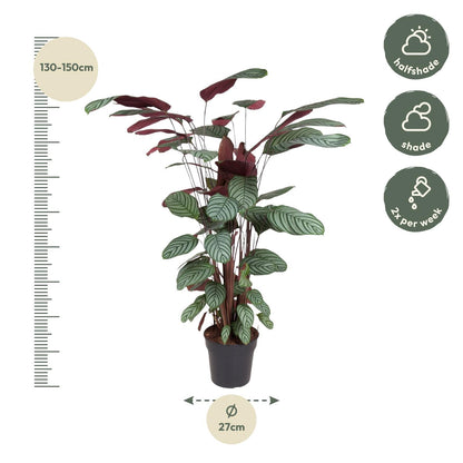 Calathea Oppenheimiana - ↨130cm - Ø27cm