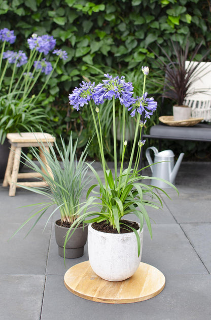 Agapanthus 'Ever Sapphire' - ↨65cm - Ø15cm