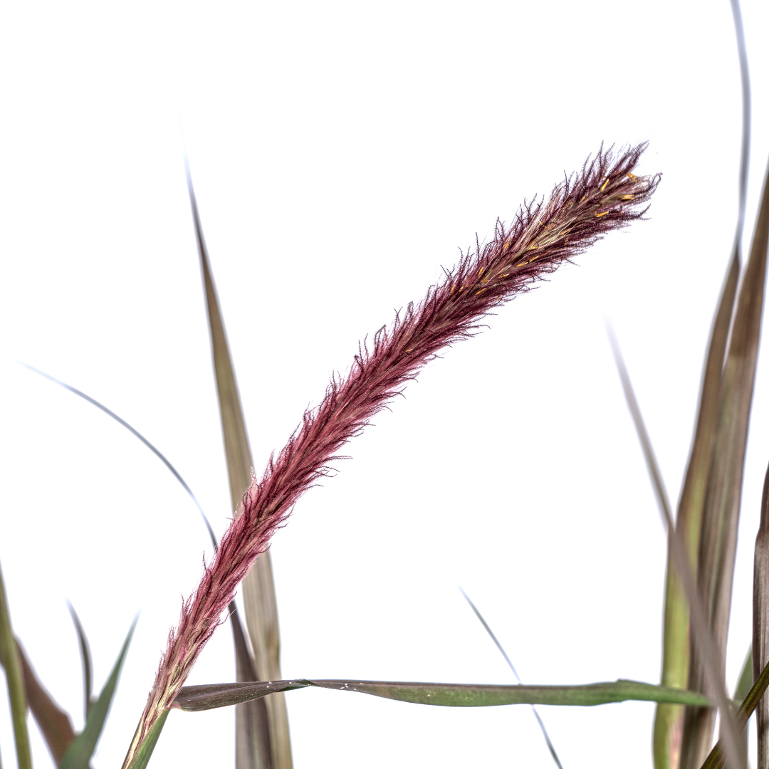 Pennisetum x Advena Chelsea - Siergrasplant - ↨70-80cm - Ø27cm