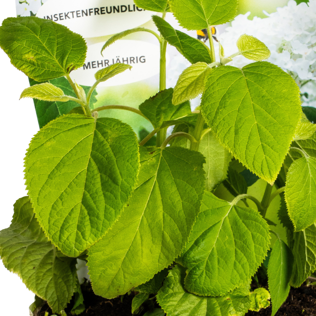 Hydrangea arborescens Annabelle - ↨30-40cm - Ø19cm