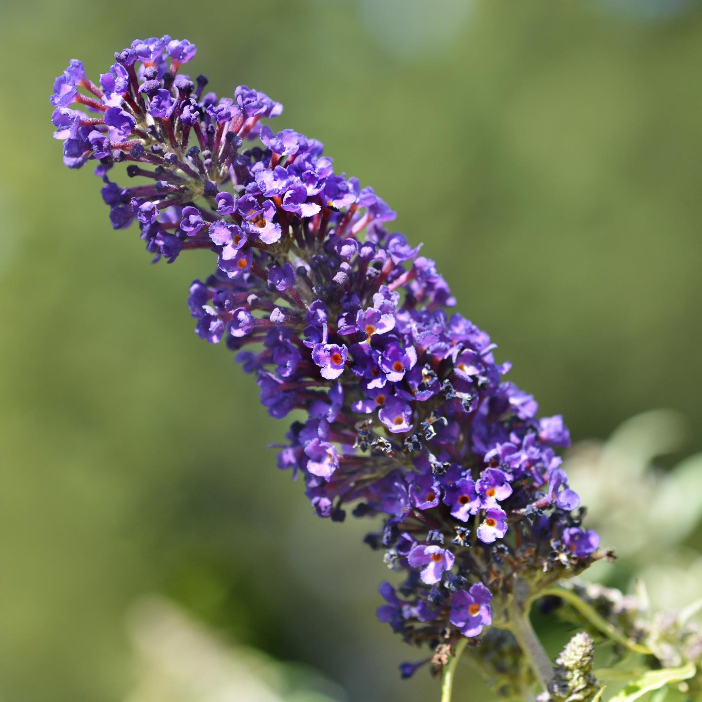 Buddleja davidii Black Night - Vlinderstruik - Bloem Paars - ↨25cm - Ø17cm